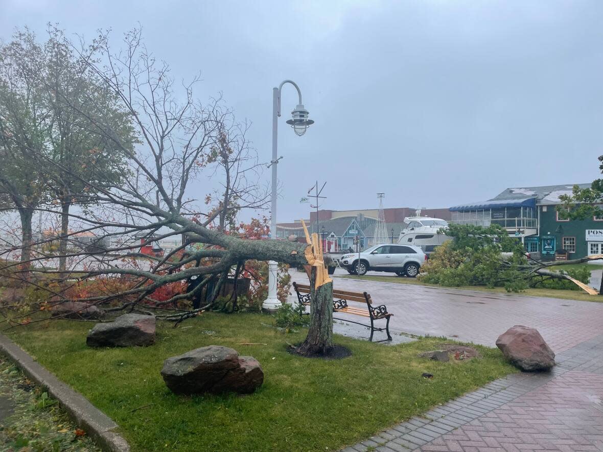 A snapped-in-half tree in Charlottetown in the wake of post-tropical storm Fiona.  (Sheehan Desjardins/CBC - image credit)