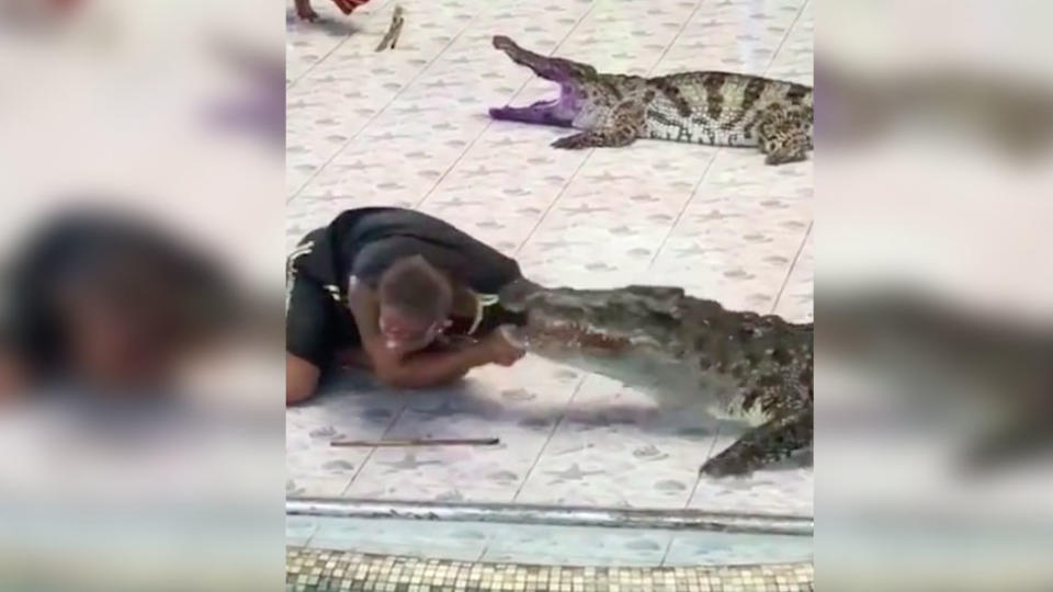 Crocodile attacks trainer at Phokkathara Zoo in Chiang Rai, Thailand. 