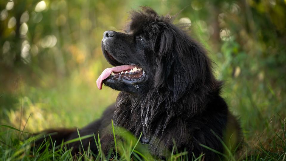 Portrait of Newfoundland dog lying in the grass