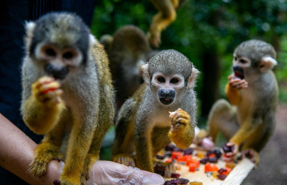 Squirrel monkeys gorge themselves on nuts and dried fruit inside the Amazonian Rainforest exhibit in Monkey Jungle.