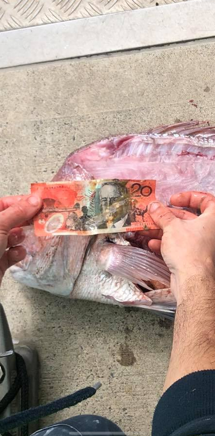 $20 bank note after being pulled from the stomach of a snapper found in Melbourne.