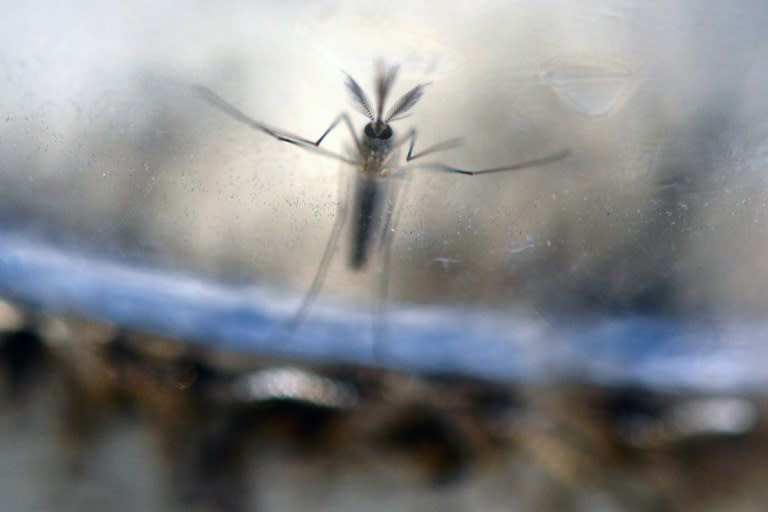 The Aedes Aegypti mosquito carries the Zika virus, an illness strongly suspected to be linked to an outbreak of birth defects