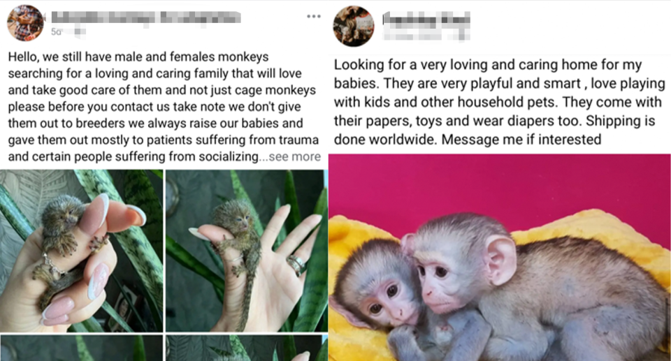 The sale of live baby monkeys on Facebook.