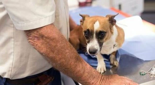 Tippie miraculously survived being flung around inside a garbage truck. Source: RSPCA Queensland