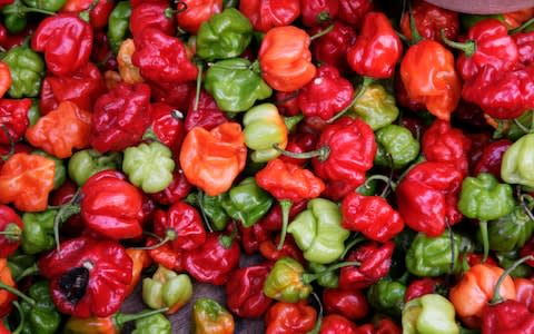 Scotch Bonnet chilli peppers - Credit: Tony Souter/Dorling Kindersley