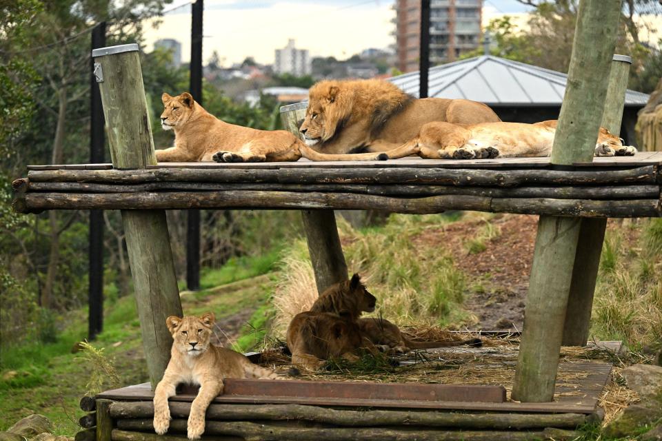 Este es el recinto en el que habitan los leones del Taronga Zoo de Sídney. (Foto: SAEED KHAN/AFP via Getty Images)