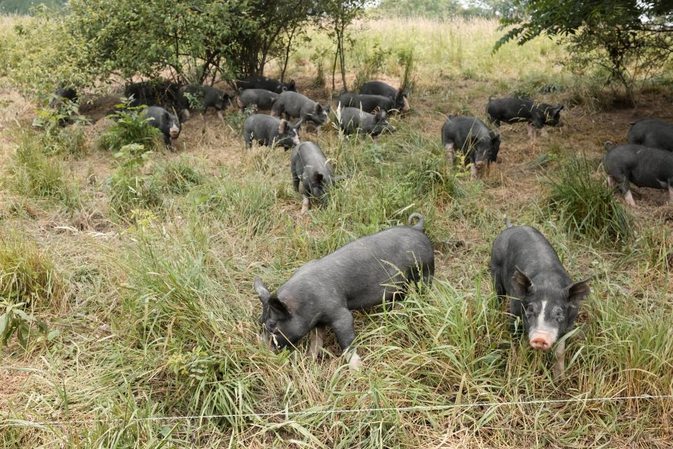 The pigs at Glenview Acres are grass-fed, and their pen is moved regularly so they have fresh grass to graze on.