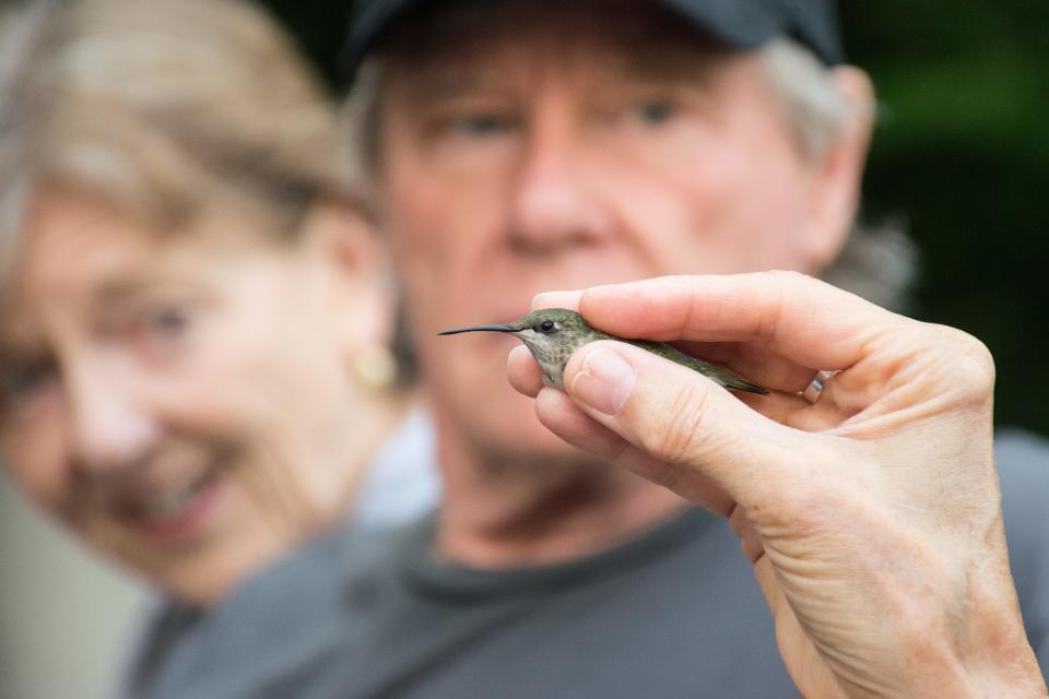 A bird in the hand is worth – well, it’s worth experiencing at Ijams Nature Center’s annual Hummingbird Festival. Aug. 26, 2017