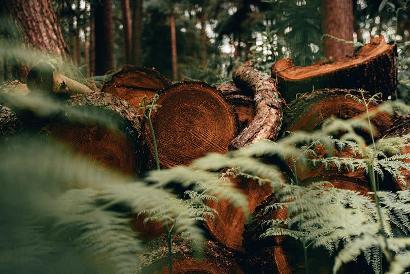 Cette image de la déforestation est visible dans le monde entier.