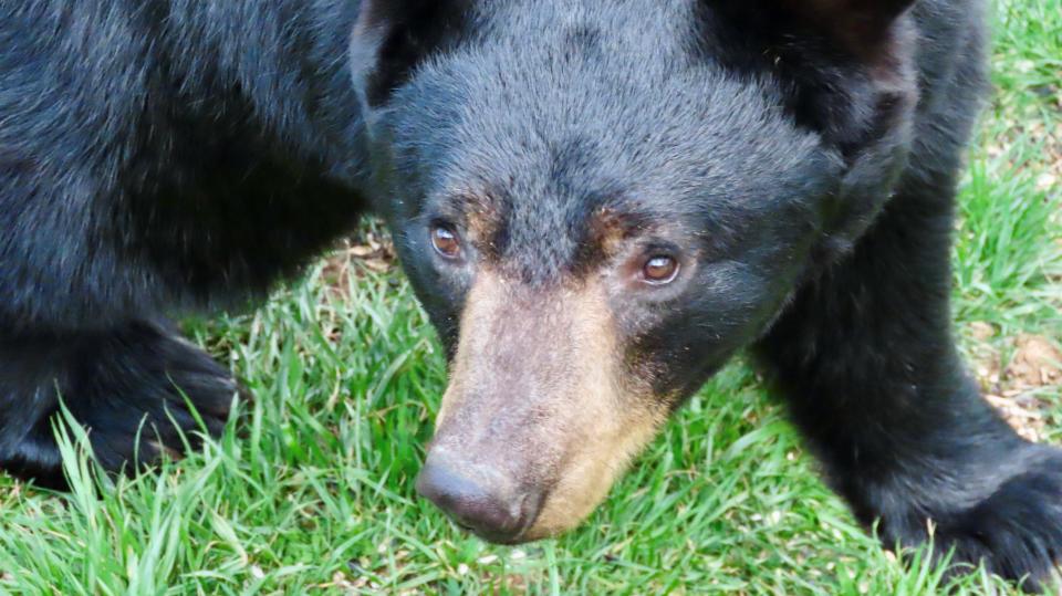 Black bear in a backyard on Sunset Mountain, just north of downtown Asheville.