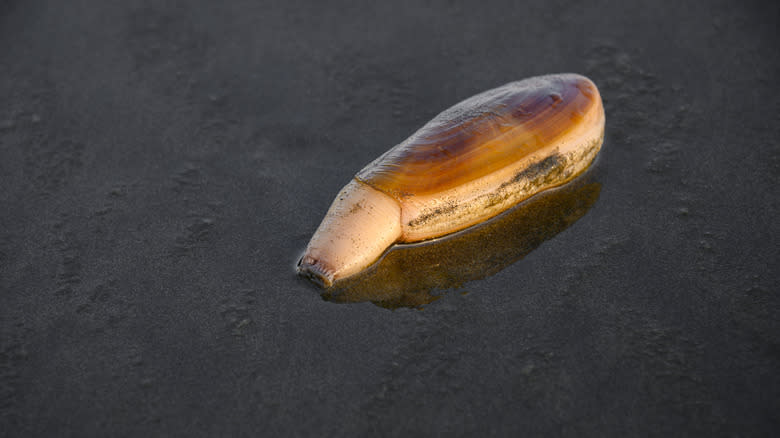 razor clam on beach