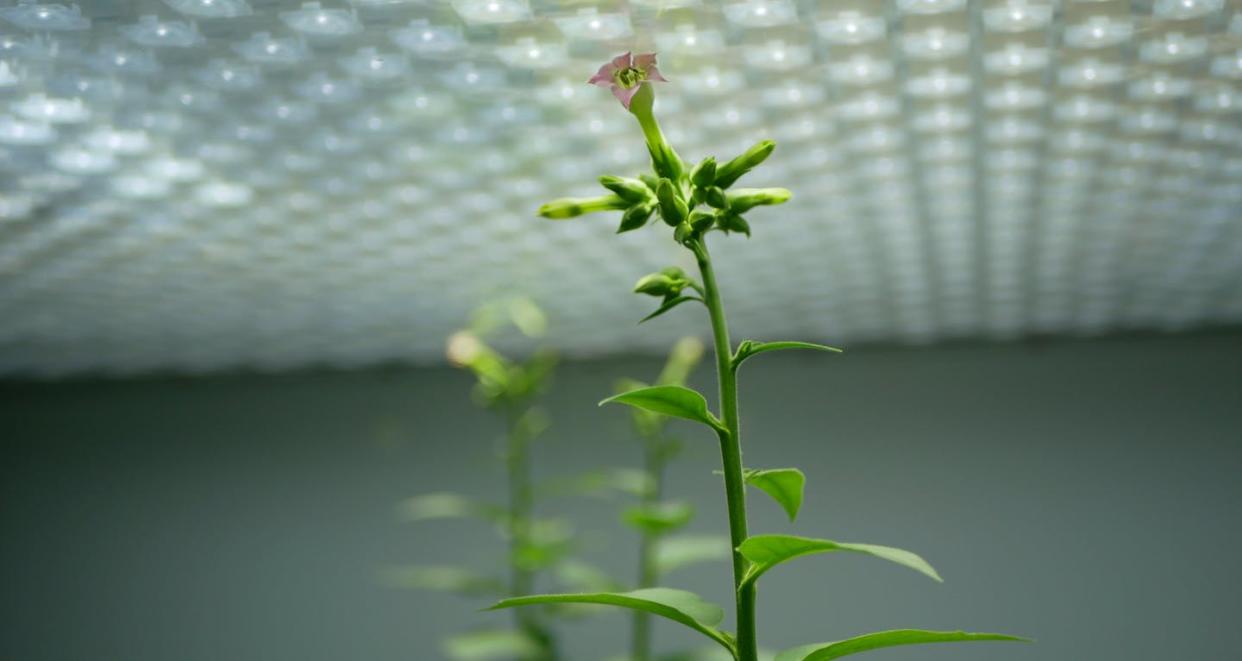 <a href="https://www.shutterstock.com/es/image-photo/science-tobacco-bloom-blossom-nicotiana-tabacum-2208453587" rel="nofollow noopener" target="_blank" data-ylk="slk:Shutterstock / Tomas Vynikal;elm:context_link;itc:0;sec:content-canvas" class="link ">Shutterstock / Tomas Vynikal</a>