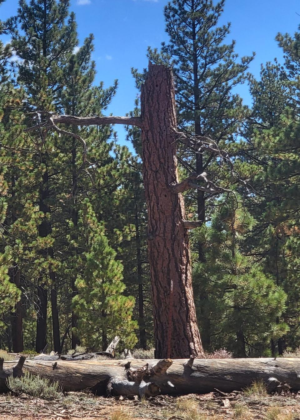 What could be film director Tim Burton's favorite tree in Big Bear, Calif.