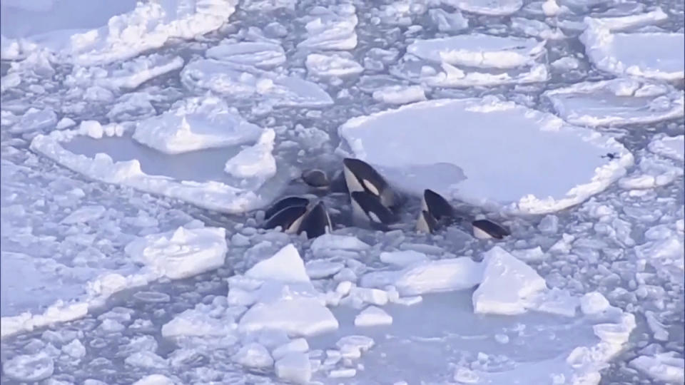 This image made from video shows a pod of killer whales bobbing up and down in a small gap surrounded by drift ice in Rausu, Hokkaido, northern Japan, Feb. 6, 2024. Japanese officials say a pod of killer whales that was trapped in drift ice off the northern main island of Hokkaido, prompting concern from environmental groups, has apparently safely escaped. (NTV-NNN via AP)