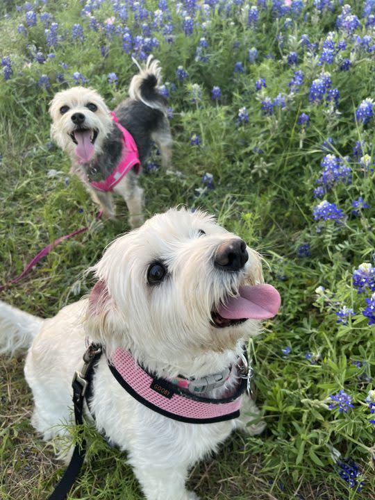 Daisy and Evie in the bluebonnets (KXAN Viewer Photo)