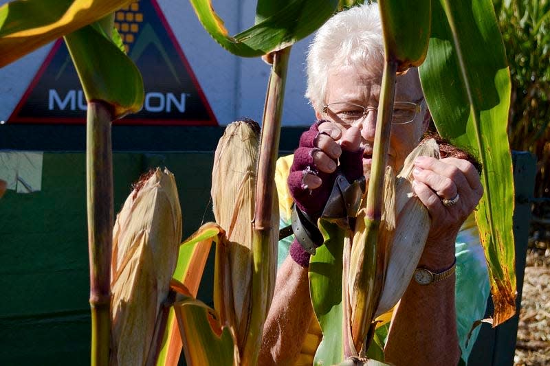 Cornhusker Sis Wiesbrook of Yorkville uses the hook on her glove to husk the ear of corn at a previous cornhusking competition. The state competition is Saturday and the national competition is Sunday at the Lewis Farm near Good Hope.