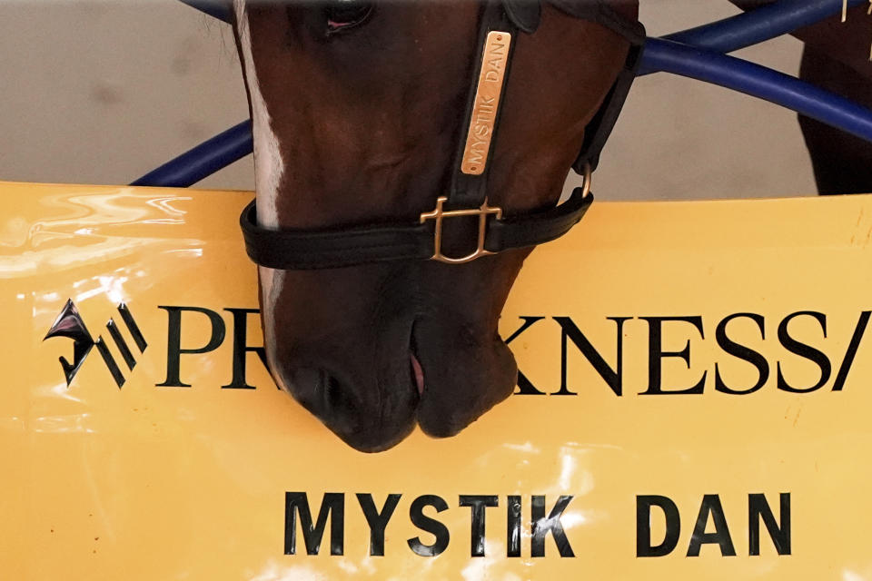 Kentucky Derby winner and Preakness Stakes entrant Mystik Dan in his stable ahead of the 149th running of the Preakness Stakes horse race at Pimlico Race Course, Friday, May 17, 2024, in Baltimore. (AP Photo/Julia Nikhinson)