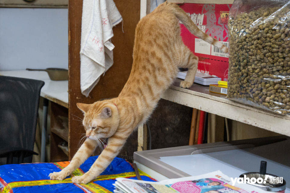 九成店舖都會特意飼養貓咪來抓老鼠，以盡力減少貨物損失。