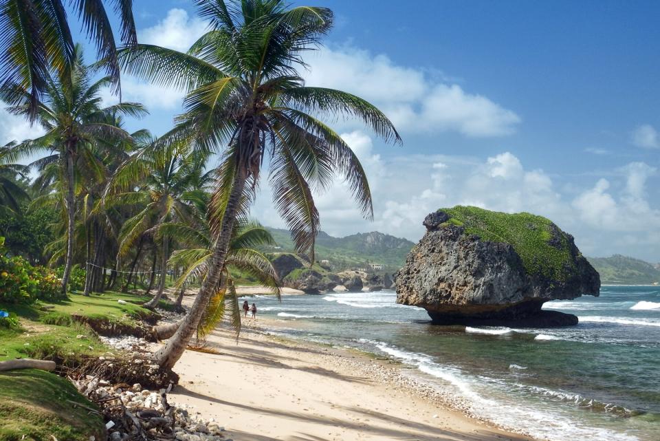 Palm trees lean towards the sea stack at Bathsheba, Barbados.