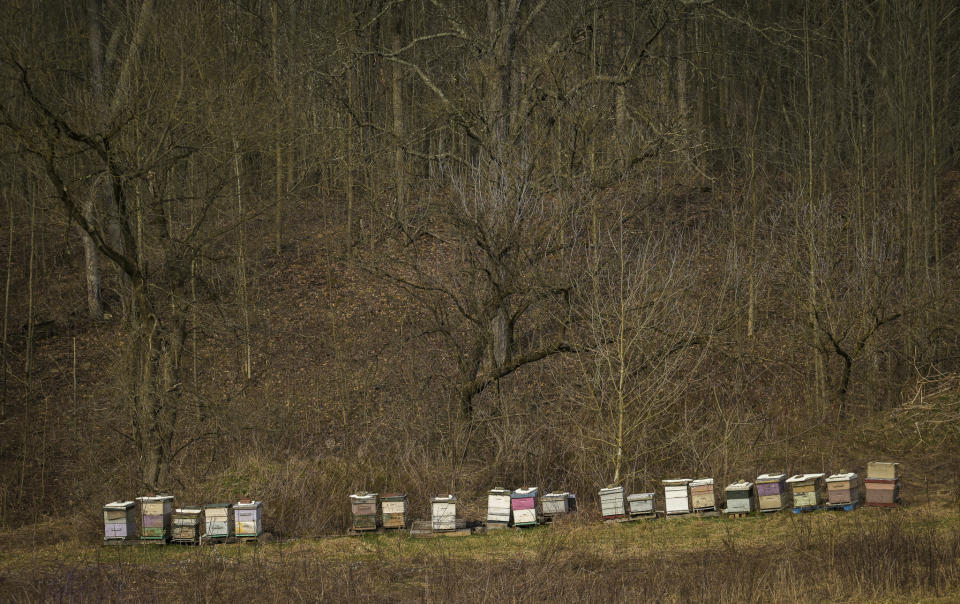 Beehives adorn the back of the property at Itaska Valley Farm, Wednesday, March 13, 2024, in Whitney Point, N.Y. Joan and Harold Koster, who own the farm, were asked by Texas-based Southern Tier Energy Solutions to lease their land to extract natural gas by injecting carbon dioxide into the ground, which they rejected and are opposed to. (AP Photo/Heather Ainsworth)