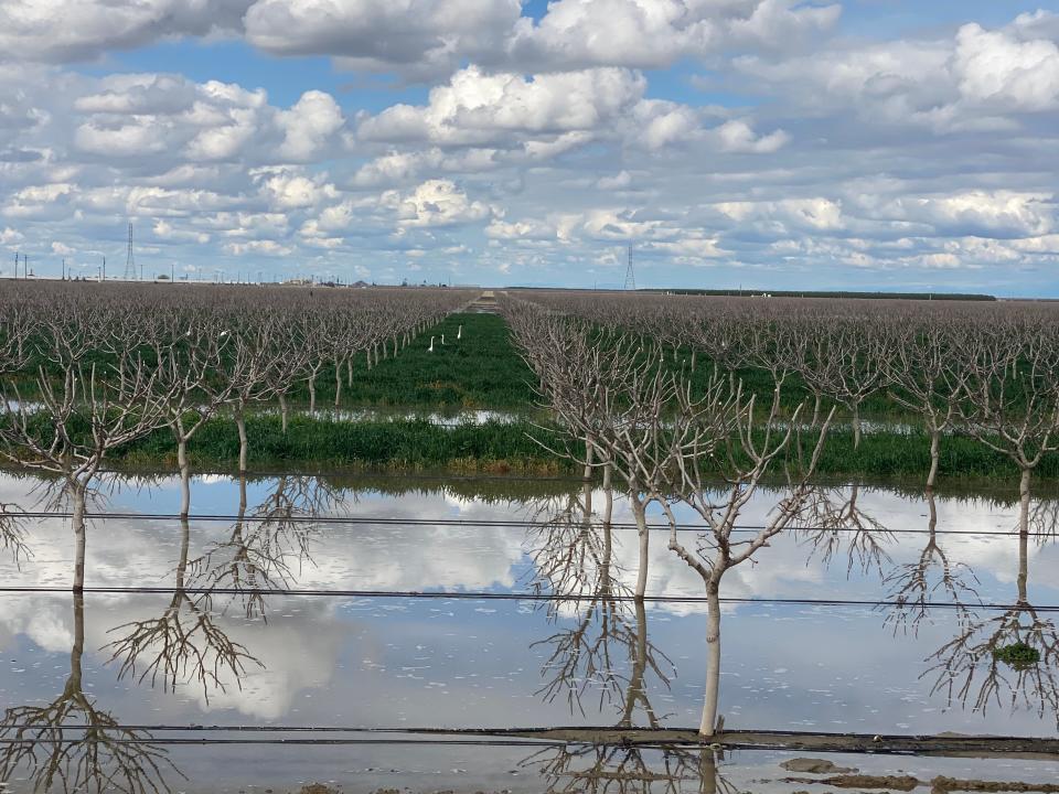 Snowy egrets in a flooded pistachio orchard owned by California farmer Don Cameron on March 20. As the massive snows of the winter of 2022-2023 begin to melt, the north fork of the Kings River that runs alongside his farm is brimming. He is pumping 70,000 gallons of water a minute into his fields to flood them, allowing the water to soak deep into the earth and recharge the underground aquifers he relies on to irrigate in dry years.