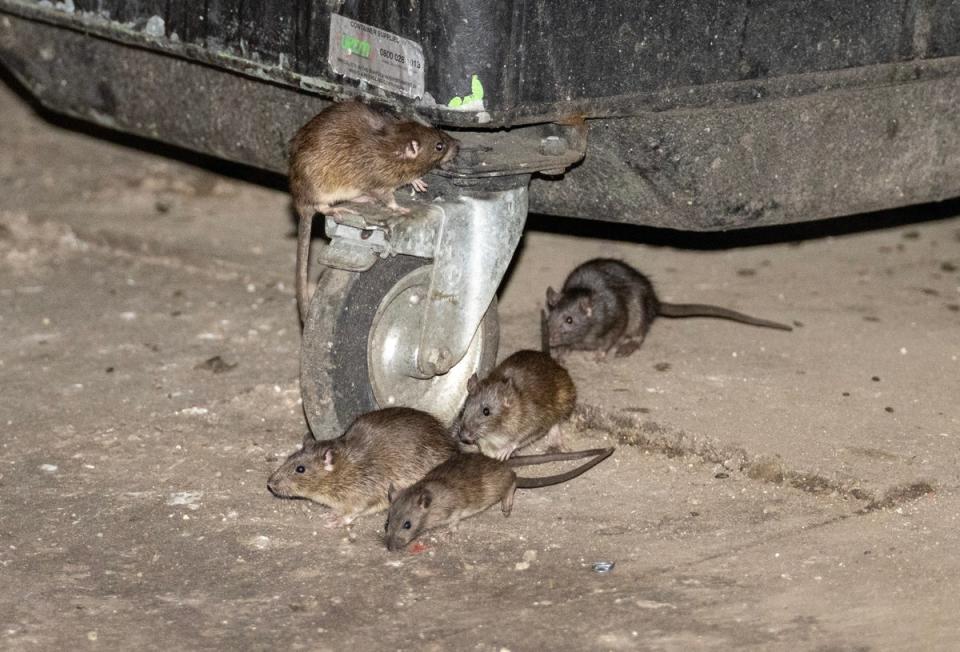 Rats around a bin (Jeremy Selwyn)