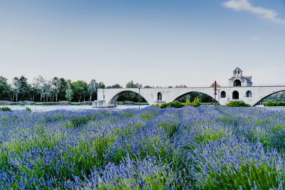 Enjoy flowers in bloom by the Pont d’Avignon (Xuan Nguyen / Unsplash)