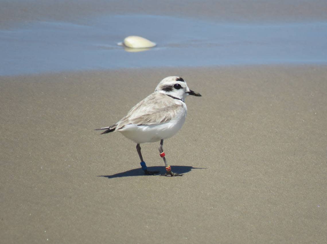 A snowy plover walks along the water line at the Oceano Dunes.