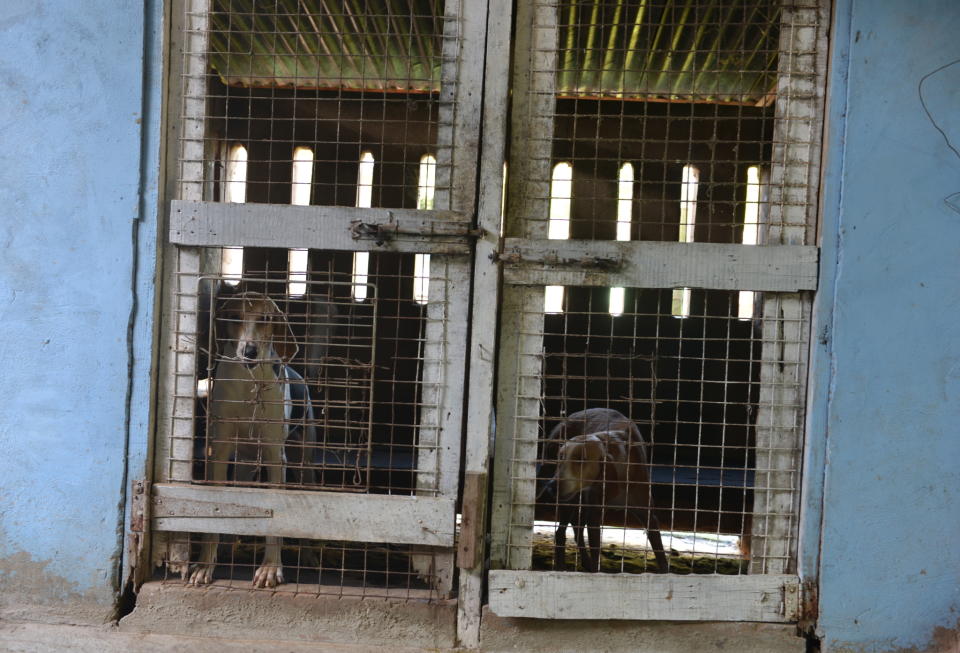 In this Dec. 31, 2013 photo, a pair of hunting hounds are housed in a kennel on the outskirts of Chaguanas, Trinidad. The twin-island country of Trinidad and Tobago, at least on paper, has transformed the southernmost island nation of the Caribbean into a no-trapping, no-hunting zone for about two years to give overexploited game animals some breathing room and to conduct wildlife surveys. Some 13,000 licensed hunters and their trained hounds are now forbidden to hunt on state lands. (AP Photo/David McFadden)