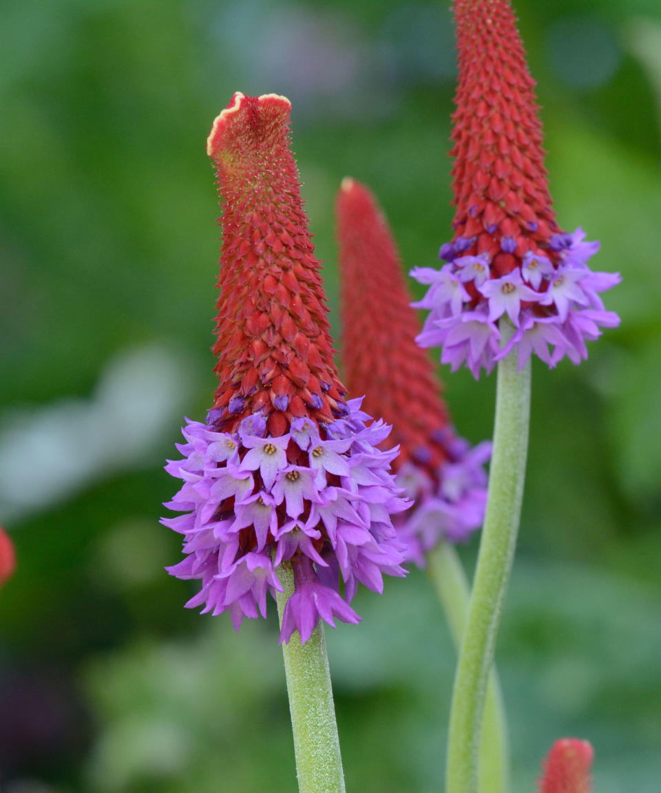 red and purple spike flowers of primula vialii