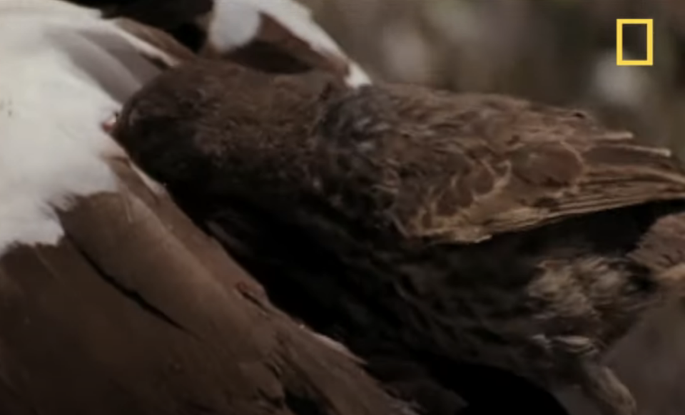 finch sucking on bird's blood