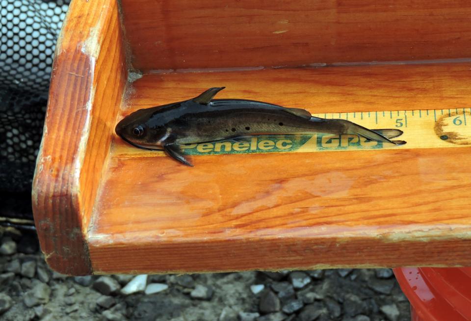 The channel catfish being raised at Shanksville-Stonycreek High School are about five inches long.