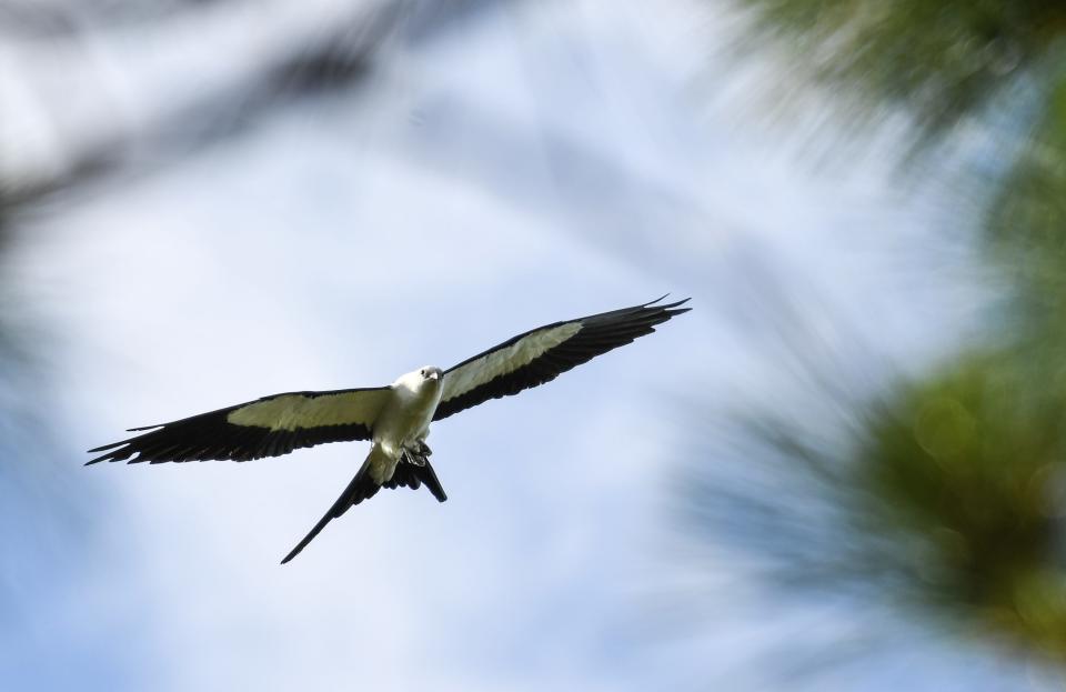 A Swallow-tailed Kite hunts for prey in the Malabar Scrub Sanctuary Thursday afternoon, June 1, 2023.  Brevard County and the town of Malabar have settled a dispute over the clearing of several thousand trees in the sanctuary, enabling clearing work to begin. Craig Bailey/FLORIDA TODAY via USA TODAY NETWORK