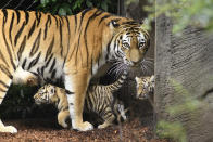 <p>Seven week old newborn Amur (Siberian) tiger cubs play with their mother Maruschka in their enclosure at Tierpark Hagenbeck on August 3, 2017 in Hamburg, Germany. (Photo: Christian Augustin/Getty Images) </p>