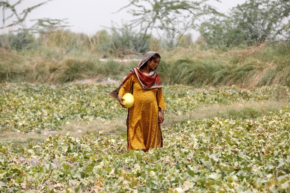 Heavily pregnant Sonari collects muskmelons during a heatwave at a farm on the outskirts of Jacobabad (Reuters)