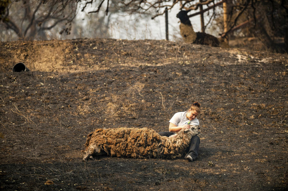 Veterinary technician Brianna Jeter comforts a llama injured during the LNU Lightning Complex fires, Friday, Aug. 21, 2020, in Vacaville, Calif. The llama was euthanized shortly afterward. (AP Photo/Noah Berger)