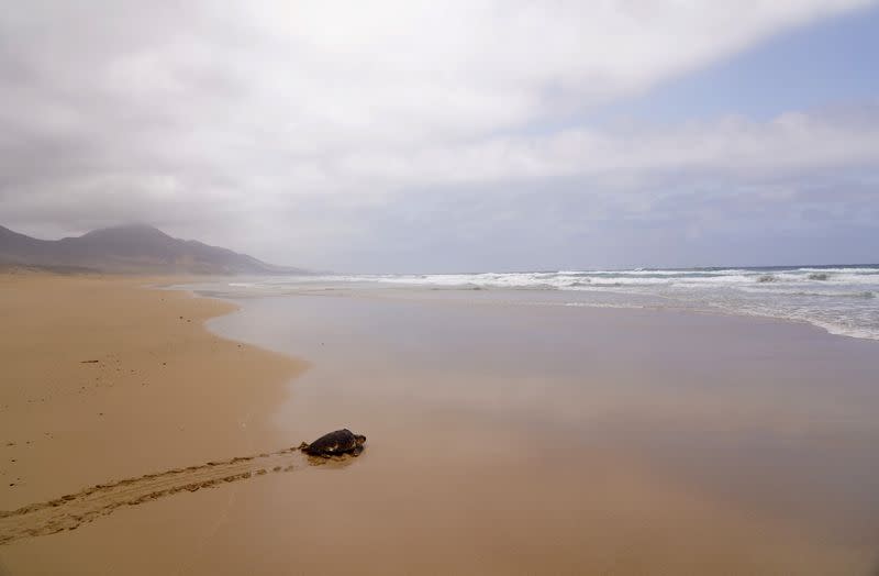 A Caretta caretta turtle, which was rescued from a fishing line in April and then recovered in a conservation centre