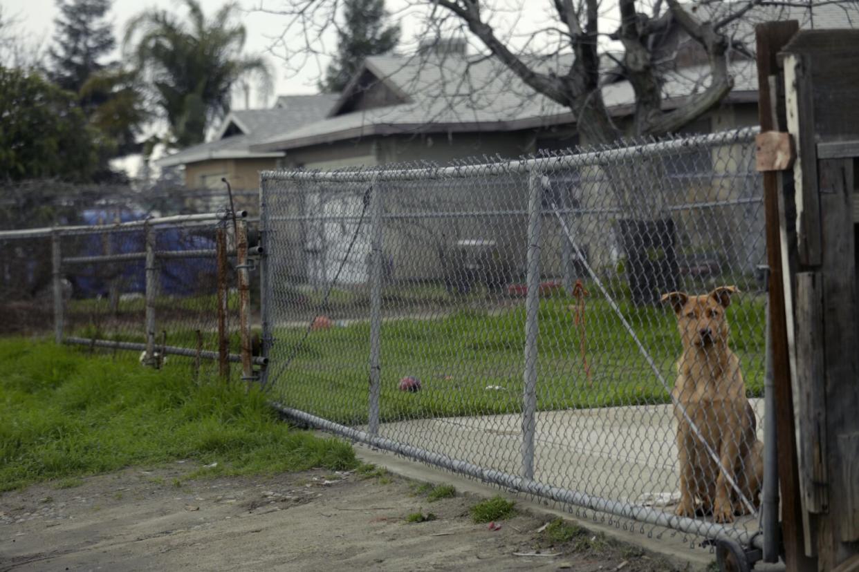 A dog sits behind a chain-link fence.