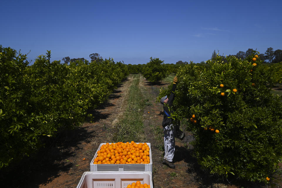 Farmer harvests oranges on a farm near Leeton, NSW, Thursday. Source: AAP
