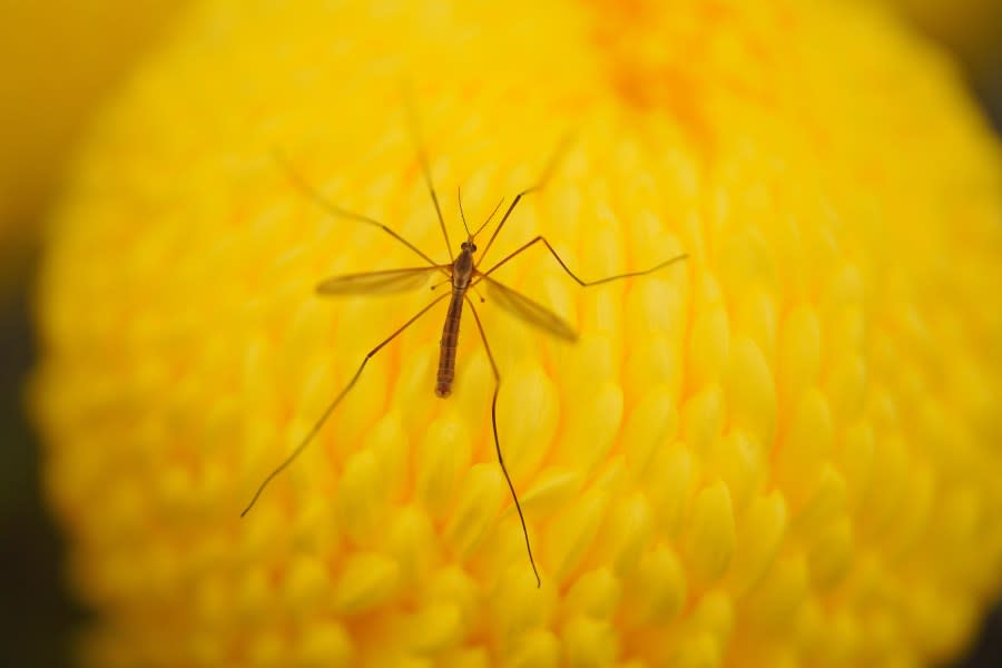 A crane fly sits on a chrysanthemum at the Malvern Autumn Show, at the Three Counties Showground near Malvern in Worcestershire. Picture date: Sunday September 26, 2021. (Photo by Ben Birchall/PA Images via Getty Images)