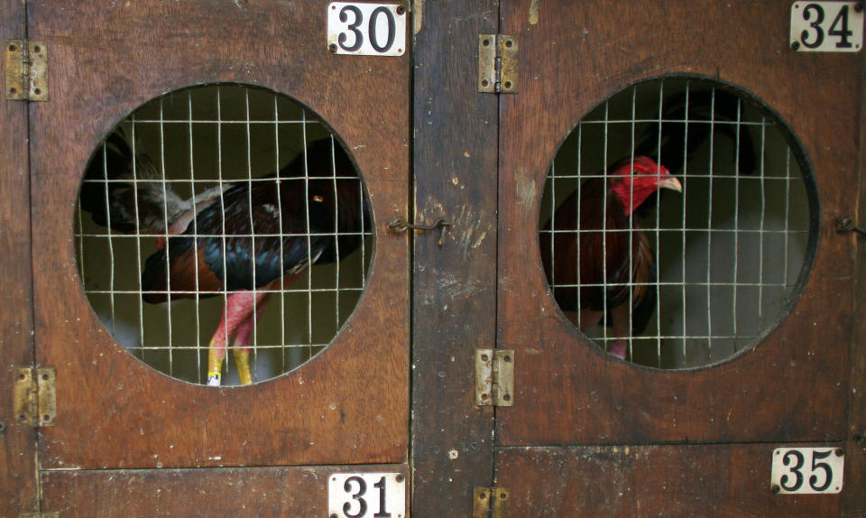 In this Friday, July 6 2012 photo, gamecocks slated to fight are housed in cages before the start of a fight night at Las Palmas, a government-sponsored cockfighting club in Bayamon, Puerto Rico. The island territory’s government is battling to keep the blood sport alive, as many matches go underground to avoid fees and admission charges levied by official clubs. Although long in place, those costs have since become overly burdensome for some as the island endures a fourth year of economic crisis. (AP Photo/Ricardo Arduengo)