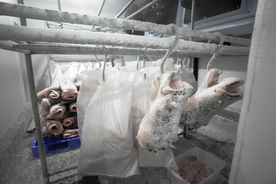 Heads and leather of pirarucu are kept cold in Carauari, Amazonia, Brazil, Wednesday, Aug. 31, 2022. The pirarucus are then taken from the lakes to a large boat by the Jurua River. There they are gutted, a task that is mostly done by women, and put on ice. (AP Photo/Jorge Saenz)