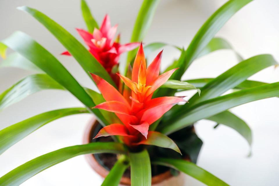 <p>Bright and colourful, bromeliad plants are the perfect accessory for every home. To keep it thriving, ensure it gets plenty of bright light, optimal humidity and sufficient drainage. </p><p>As well as being ideal for owners who don't want a plant that requires a lot of work, it's a non-toxic species for pets. Just be careful your cat or dog doesn't dig up the soil when you're not looking. </p><p><a class="link " href="https://go.redirectingat.com?id=127X1599956&url=https%3A%2F%2Fwww.primrose.co.uk%2F-p-132692.html&sref=https%3A%2F%2Fwww.housebeautiful.com%2Fuk%2Fgarden%2Fplants%2Fg35160955%2Fdog-friendly-plants%2F" rel="nofollow noopener" target="_blank" data-ylk="slk:BUY NOW VIA PRIMROSE;elm:context_link;itc:0;sec:content-canvas">BUY NOW VIA PRIMROSE</a> </p>