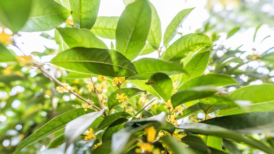 osmanthus blooming in autumn tea olive tree