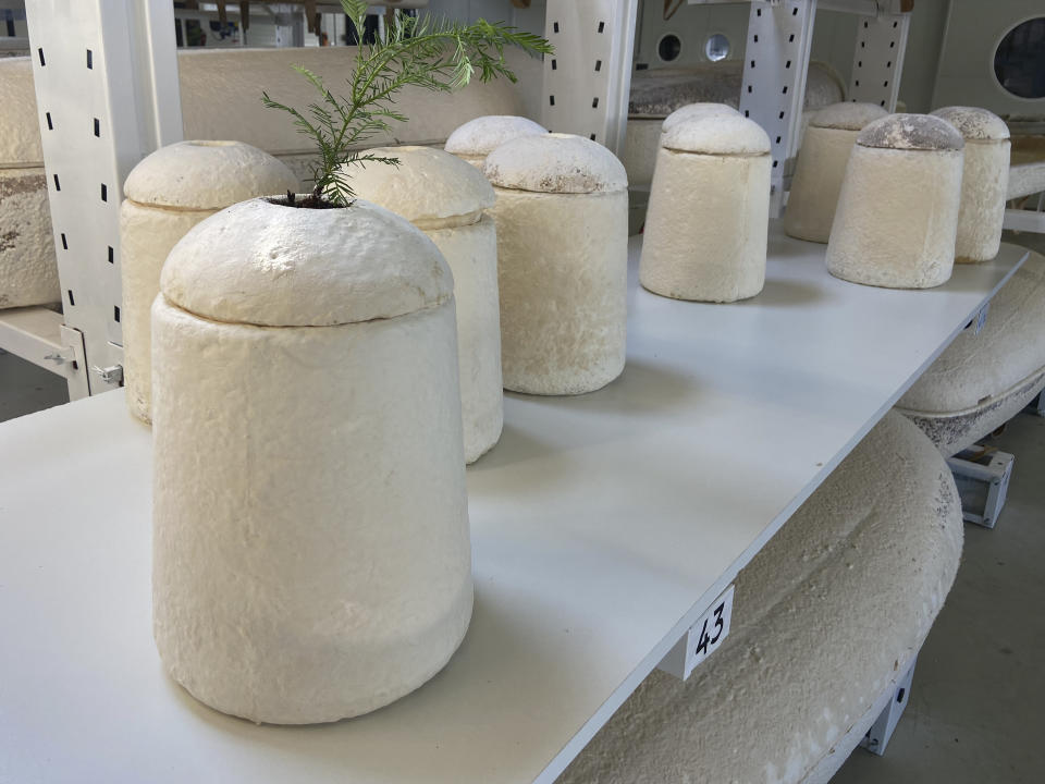 Dutch startup Loop Biotech makes cocoon-like coffins and urns designed to dissolve into the environment amid growing demand for more sustainable burial practices, in Delft, Netherlands, Monday, May 22, 2023. A Dutch intrepid inventor is now “growing” coffins by putting mycelium, the root structure of mushrooms, together with hemp fiber in a special mold that, in a week, turns into what could basically be compared to the looks of an unpainted Egyptian sarcophagus. (AP Photo/Aleksandar Furtula)