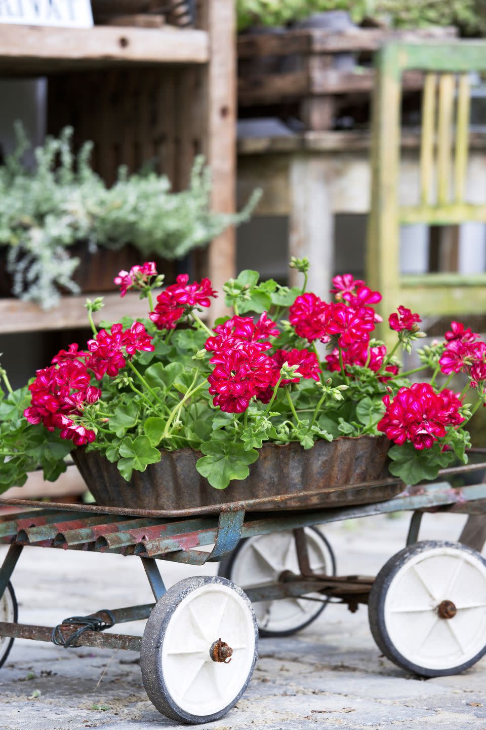 <p>Pelargoniums are one of the few summer bedding plants that are largely left untouched by slugs and snails. Gardeners may find molluscs hiding beneath pelargoniums’ bushy foliage, but their stout stems and thick, fleshy leaves are unpalatable to these plant-wreckers.</p>