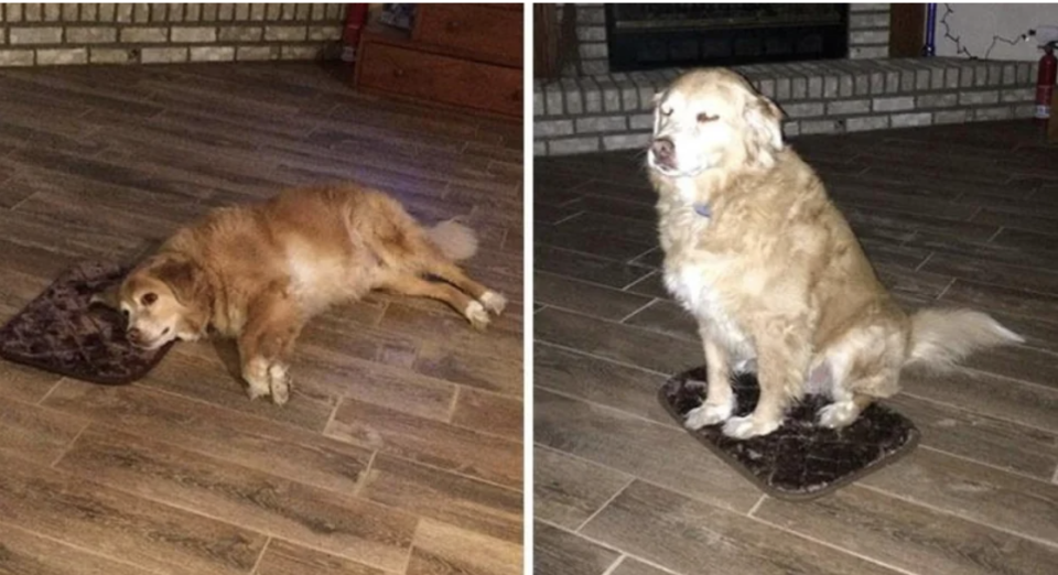 a dog using a tiny bed