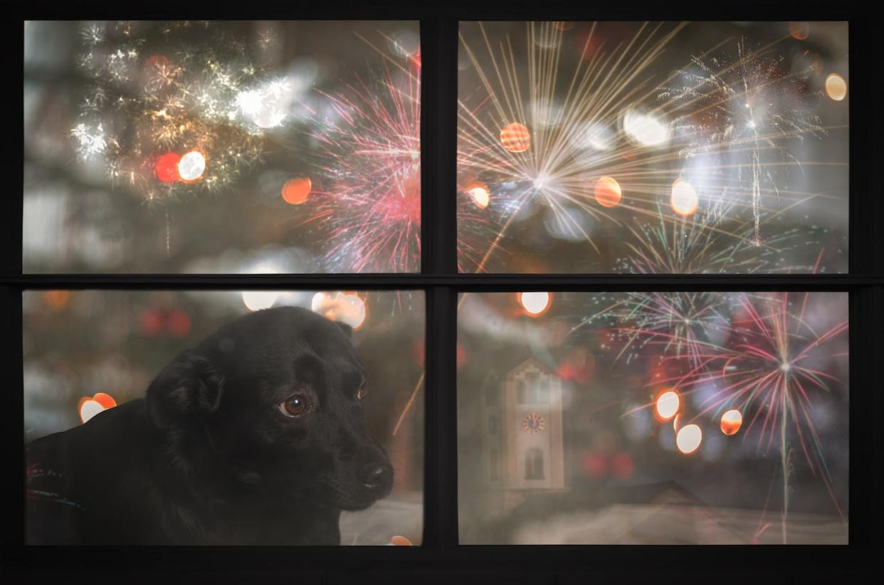 Studies suggest up to 50 per cent of dogs are afraid of fireworks. Shutterstock