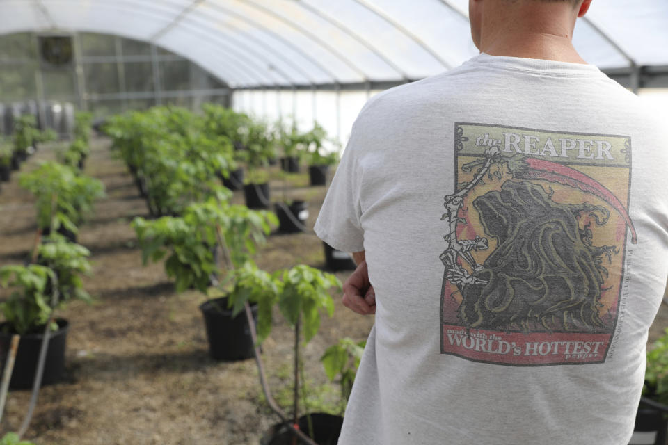 An employee in a Carolina Reaper shirt looks over one of Ed Currie's greenhouses on Tuesday, Oct. 10, 2023, in Fort Mill, S.C. Currie has created a new pepper called Pepper X that how now been named the hottest pepper in the world by the Guinness Book of World Records, taking the title from Currie's Carolina Reaper. (AP Photo/Jeffrey Collins)