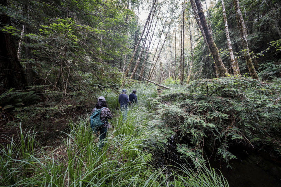 In this photo provided by Save the Redwoods League, InterTribal Sinkyone Wilderness Council representatives and Save the Redwoods League staff visit Tc'ih-Léh-Dûñ in June 2021. The conservation group is turning over a historic redwood grove on the Northern California coast to the descendants of the original Native American inhabitants. (Paul Robert Wolf Wilson/Save the Redwoods via AP)